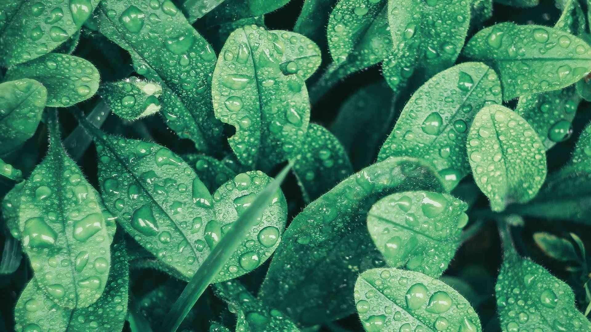 Plantas